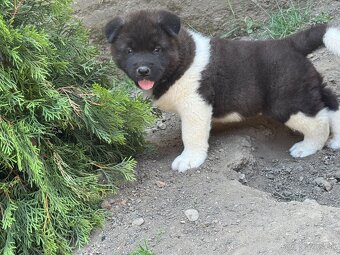 Americká Akita - 13
