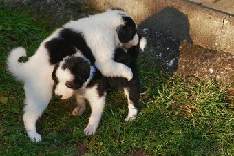 Šteniatka Border Kólia - 13