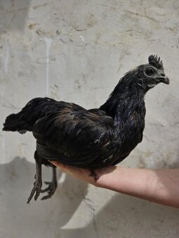 Ayam cemani - 13