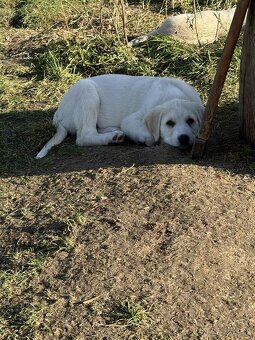 Predám šteniatka kangaly - 13