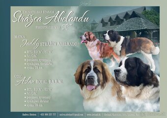 Štenata Moskovsky strážny pes - 13