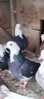 Birminghamske Kotrmeliaky - 13