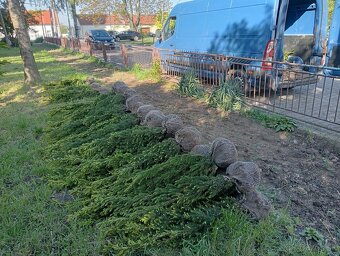 Tis, Taxus, červienka tuja-Nitra a okolie - 13