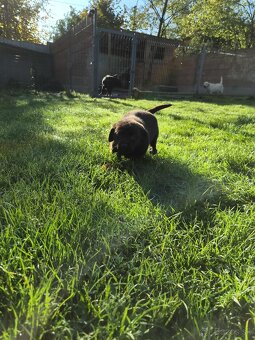 Šteniatka labrador a hnedá suka IHNEĎ - 13