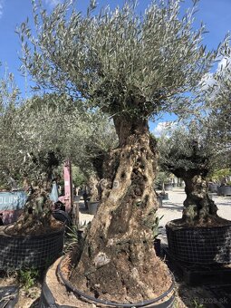 ‼️Akcia‼️ Olivovníky Bonsai - 13