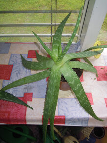 Aloe vera - rastlina v kvetináči, zemina s mykorízou - 13