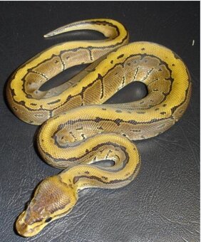 Python regius (Pytón Kráľovský) párik + tera - 13