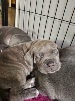 Cane Corso štěňátka s PP - narozená 23.9.2025 - 13