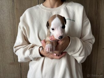 Šteniatka Vipet / Whippet - 13