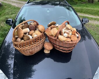 Sušené hríby ( dubáky, modráky, suchohríby ) - 13