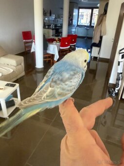 Andulka Maznačik - 13