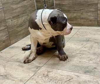 American Bully XL - 13
