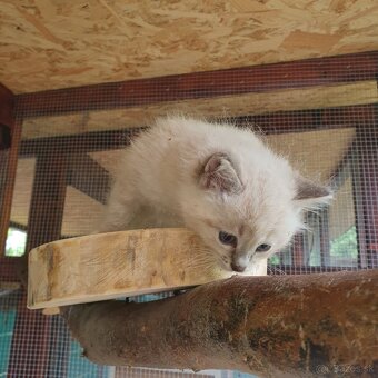 Ponukam maciatka ragdoll - 13