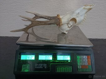 Parohy, zhody, trofeje, srnce - 13