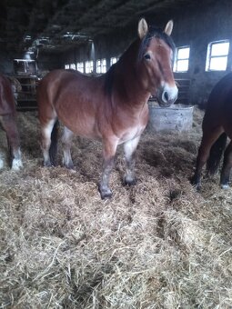 Predám 7 ťažnych zrebcov - 13