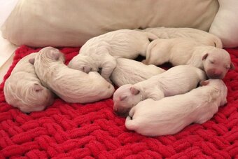 Zlatý retriever/ Golden retriever - 13