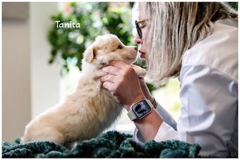 Border Collie Border Kolia s PP FCI barva ee red - 13