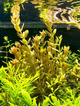 krevetky + rastlinky - 13