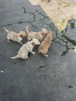 Zlatý Retriever - 13