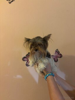 Yorkshirsky terier, yorkshirsky terier mini, biewer - 13