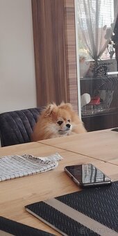 Ponúkam pomeriana na krytie - 13