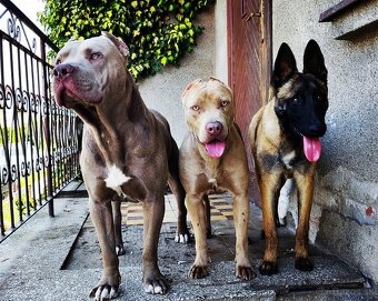 Americký pitbulterier pitbul pitbull silver lilac rare Topp - 13