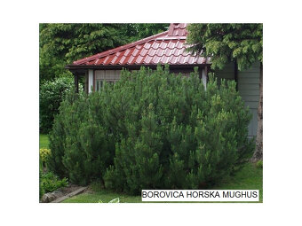 Predám ihličnany, trvalky za super ceny - 13