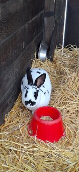 Predám malý chov mäsových králikov. - 13