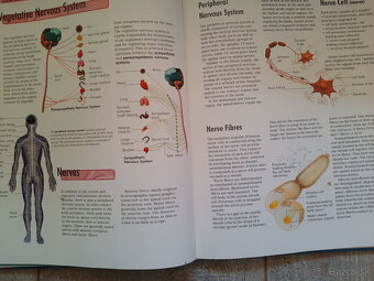 The Body - Organs, Body Systems, Functions - 13