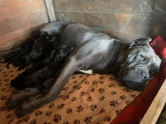 Cane corso - 13