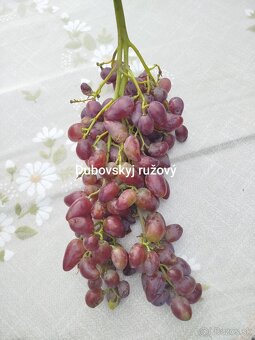 Predám odrezky viniča - 13