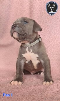 Štěňata American Bully XL s PP ABKC - 13