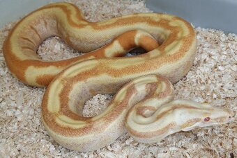 Boa imperator - Paraglow Motley Jungle, Sunglow Motley - 13