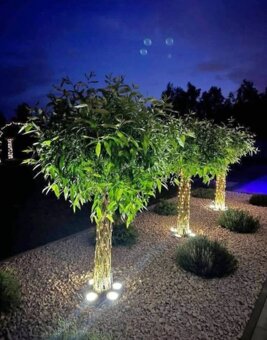 AKTUÁLNE❗PLETENÁ VŔBA, AMERICKÁ vŕba Salix ❗180CM ❗CELÉ SK❗ - 13