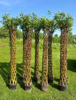 AKTUÁLNE❗Pletená vŕba SALIX 190-220 cm krása ihneď k odberu❗ - 13
