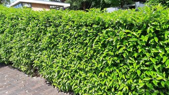 🌿 „Vavrínovce a červienky – farebný raj pre vašu záhradu“ - 13