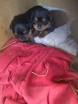 Lotwajler -bersky salašnícky ovčiak - 13