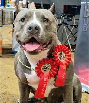 American bully xl xxl - 13