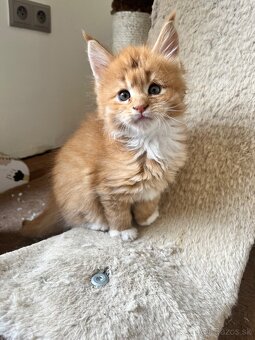 maine coon/ mainska myvalia s PP - 13