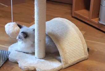 Ragdoll mačiatko - 13