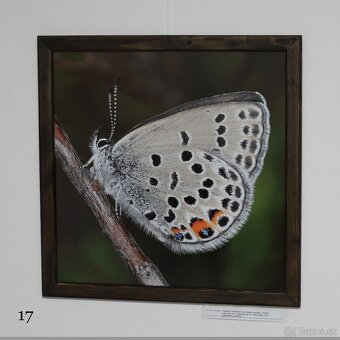 Fotografie motýľov, zarámované, 96 x66 (101 x 70) cm - 13