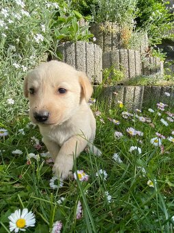 Darujem miešance Labradoru - 13