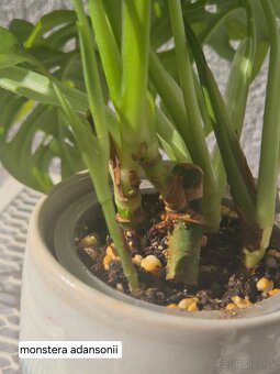 Predám izbové rastliny 2 - 13