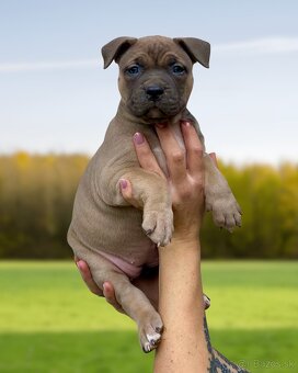 American Bully XL - Exkluzívne spojenie šampiónov - 13