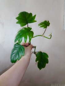 Rôzne izbové rastliny - 13