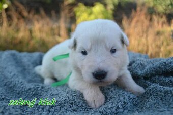 Biely švajčiarsky ovčiak , s PP - 13