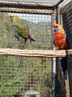 Rozely Adelaidské - 13