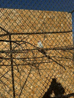 Alexandre malé , Papagáj spevavy - 13