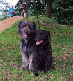 Pyrenejský ovčák - štěňátka s PP - 13