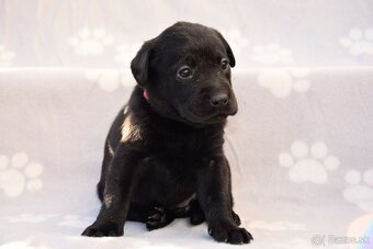 Labrador Retriever Anglická pracovná linia - 13